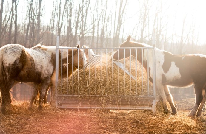 Galloping to the Rescue: How Mobile Vets are Improving Equine Welfare in Rural Mexico