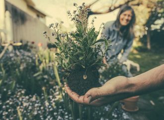 Unlocking the Healing Powers of Aromatherapy: An Introductory Guide