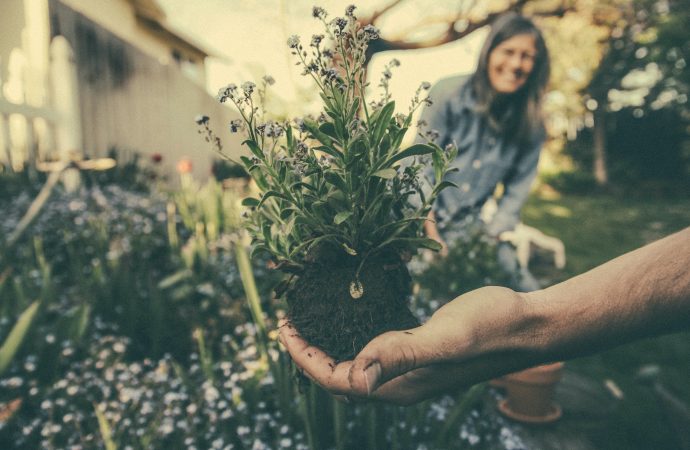 Unlocking the Healing Powers of Aromatherapy: An Introductory Guide