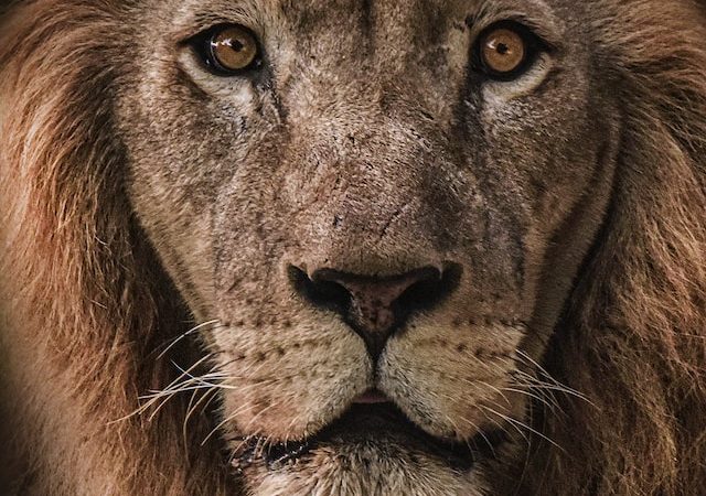 Lion Health Management The Importance of Early Diagnosis