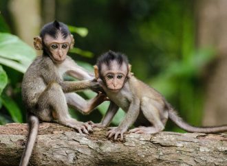 Monkey Business: The U.S. Faces a Shortage of Research Primates