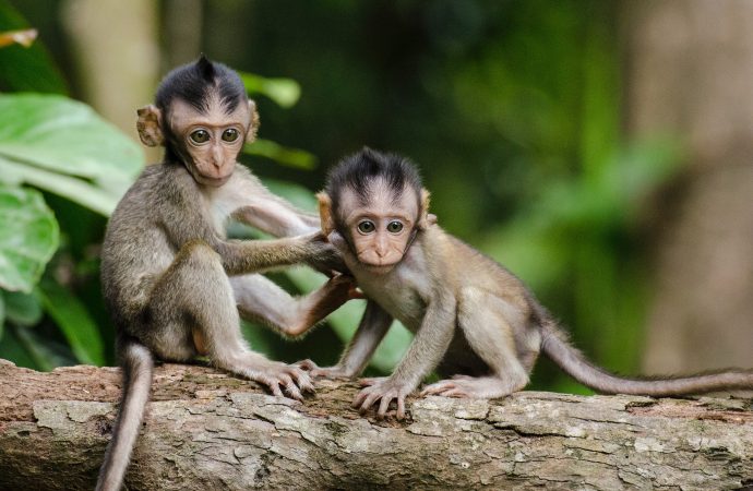 Monkey Business: The U.S. Faces a Shortage of Research Primates