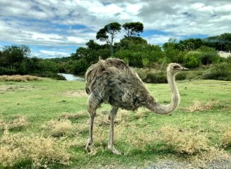 Role of Ostriches in Sustainable Agriculture and Conservation