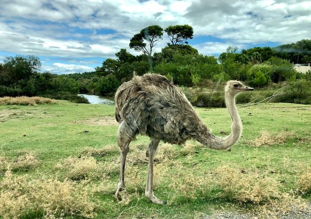 Role of Ostriches in Sustainable Agriculture and Conservation