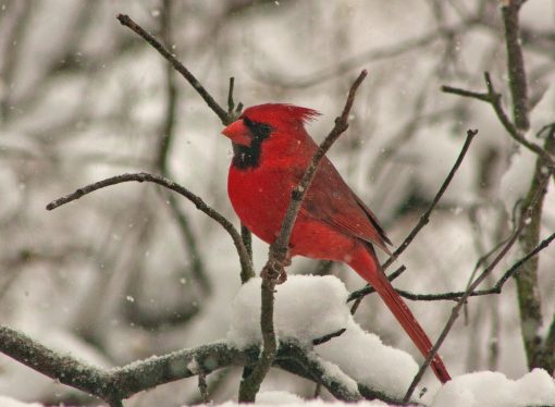 The Unusual Consequences of Climate Change on Birds: Shrinking and Growing in Unexpected Ways