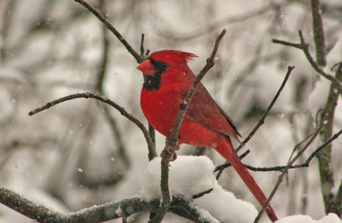 The Unusual Consequences of Climate Change on Birds: Shrinking and Growing in Unexpected Ways