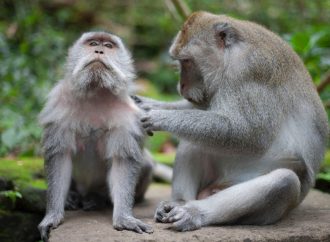 Research in Jeopardy: The U.S. Grapples with a Shortage of Monkeys for Study