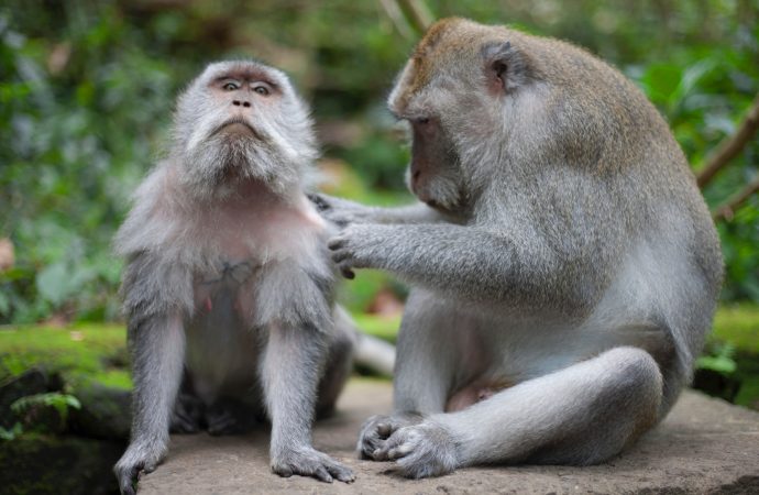 Research in Jeopardy: The U.S. Grapples with a Shortage of Monkeys for Study