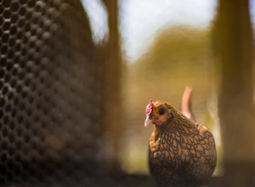 Hen’s Egg Production and Genetics