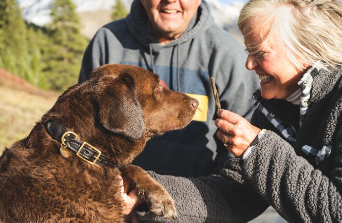 Dining with Your Dog: New Government Guidelines for Outdoor Eating