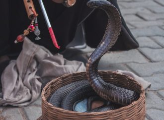 Diet of Cobras What They Eat and How They Hunt