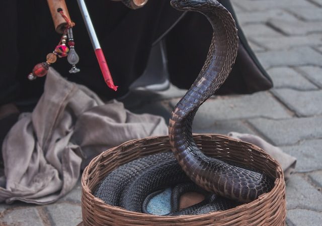 Diet of Cobras What They Eat and How They Hunt