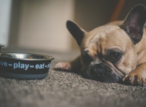 Budget-Friendly Feeding Solutions for Your Canine Companion