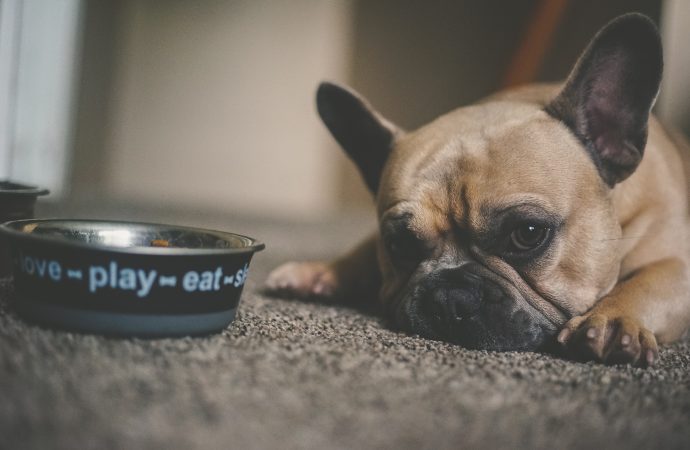 Budget-Friendly Feeding Solutions for Your Canine Companion