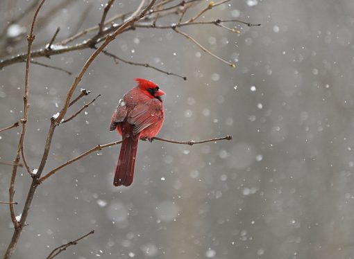 The Resilience of Birds in a Changing Climate and their Adaptations