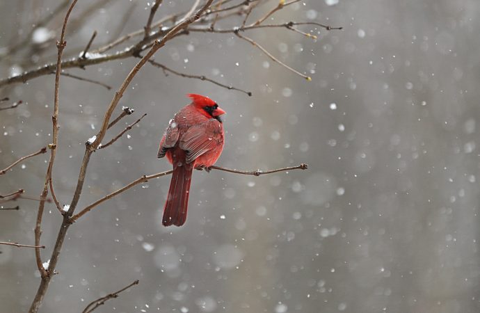 The Resilience of Birds in a Changing Climate and their Adaptations