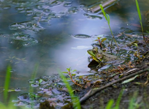 From Lizards to Frogs: Which Cold-Blooded Companion is Right for You?