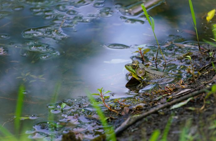 From Lizards to Frogs: Which Cold-Blooded Companion is Right for You?