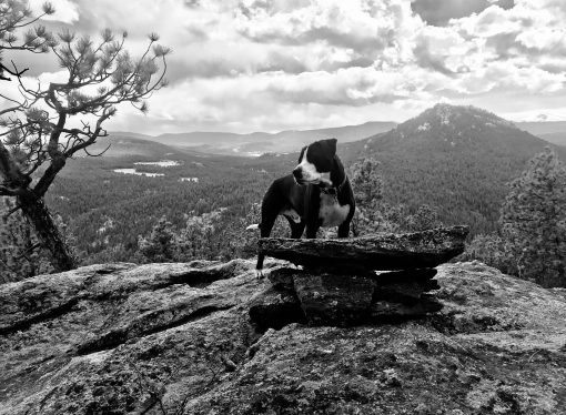 A Dog’s Tale: The Exhausting Climb Up England’s Highest Mountain