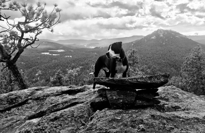 A Dog’s Tale: The Exhausting Climb Up England’s Highest Mountain