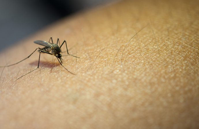 Preventing Malaria How You Can Help Save Lives