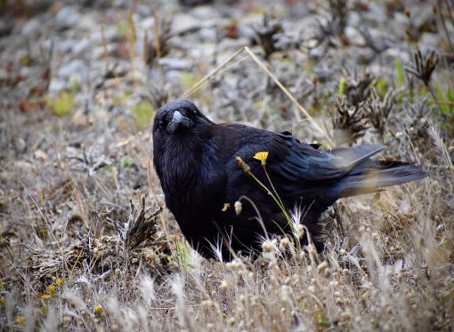 Beware the Devil Bird: What We Know About This Mysterious Creature