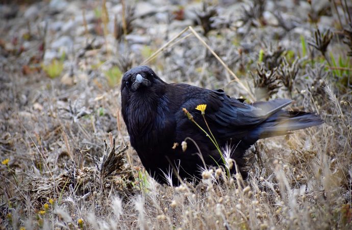 Beware the Devil Bird: What We Know About This Mysterious Creature