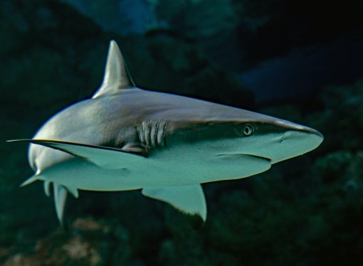 Beyond the Fin: Unraveling the Complexities of Biodiversity and Shark Conservation