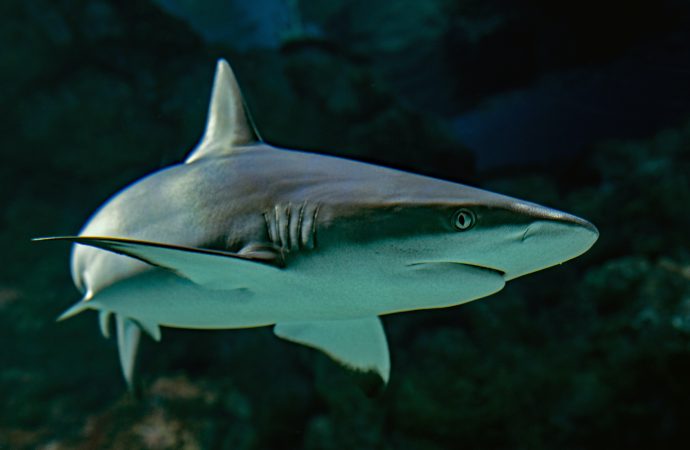 Beyond the Fin: Unraveling the Complexities of Biodiversity and Shark Conservation