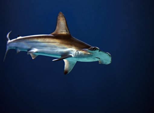 Florida’s Secret Hammerhead Haven: A Recreational Hot Spot Reveals Surprising Nursery