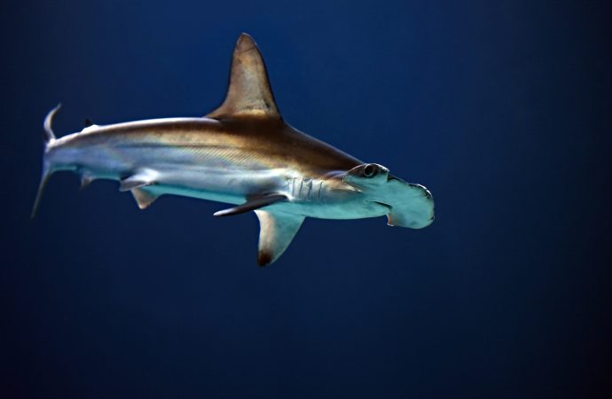 Florida’s Secret Hammerhead Haven: A Recreational Hot Spot Reveals Surprising Nursery