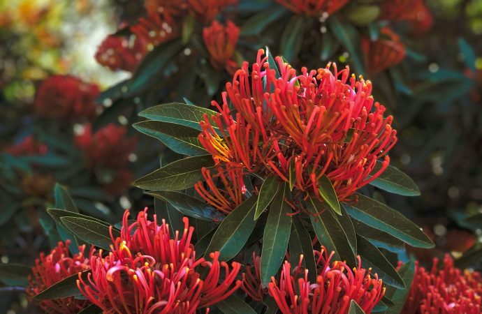 Unlocking Nature’s Secrets: Embracing the Enchanting Beauty of Indigenous Plants