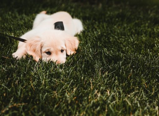 Training Your Dog to Harness Their Sniffing Powers