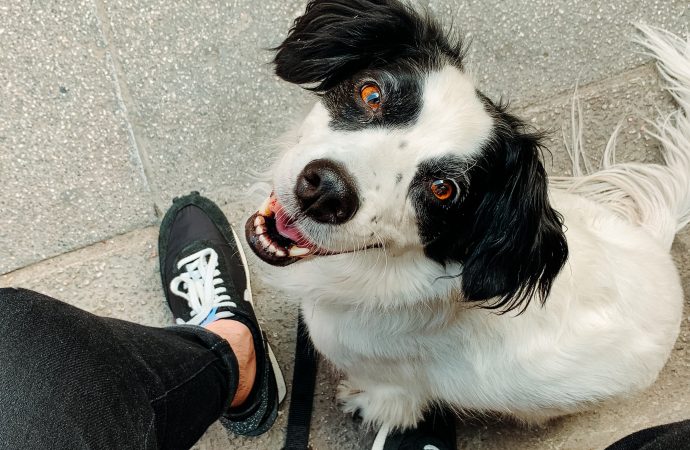 The Resilience of Pets: Heartwarming Stories of Reunions After Hurricane Harvey”