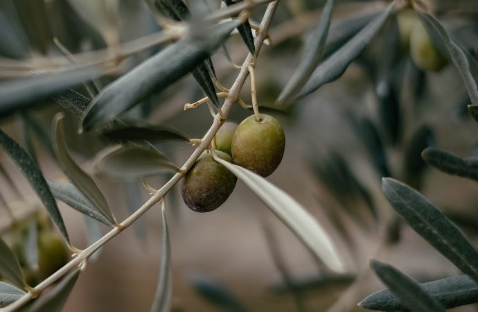 A Versatile Ingredient for Any Beauty Need: Olive Oil