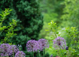 Mastering Nature’s Timeless Beauty: Crafting a Resplendent Perennial Garden