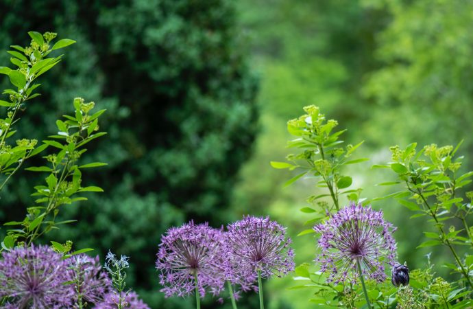 Mastering Nature’s Timeless Beauty: Crafting a Resplendent Perennial Garden