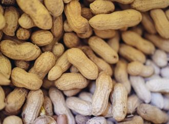 Small Steps, Big Impact: Tiny Peanut Doses Help Alleviate Allergy Symptoms