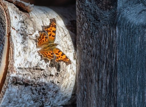 The Intriguing Story Behind the Naming of a Butterfly Species