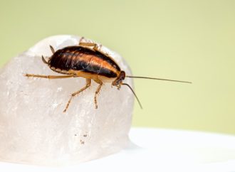 Diet of Cockroaches What They Eat and How They Survive