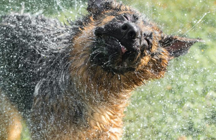 Beat the Heat: 12 Must-Have Cooling Products for Your Pup