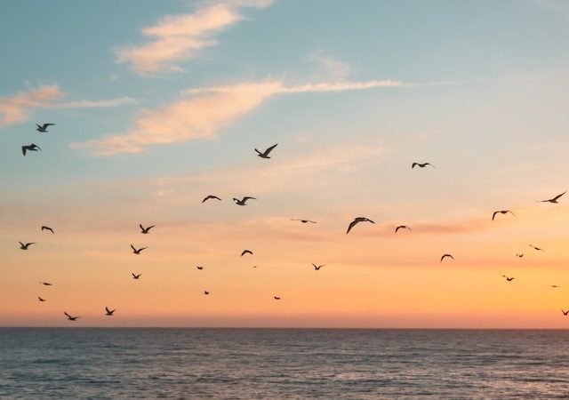 How Observing Birds Can Improve Your Well-Being