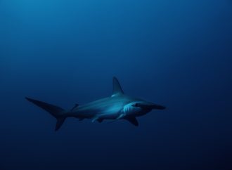 Uncovering the Mystery of Hammerhead Sharks: A Recreational Spot in Florida Holds Clues