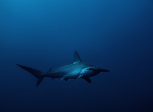 Uncovering the Mystery of Hammerhead Sharks: A Recreational Spot in Florida Holds Clues