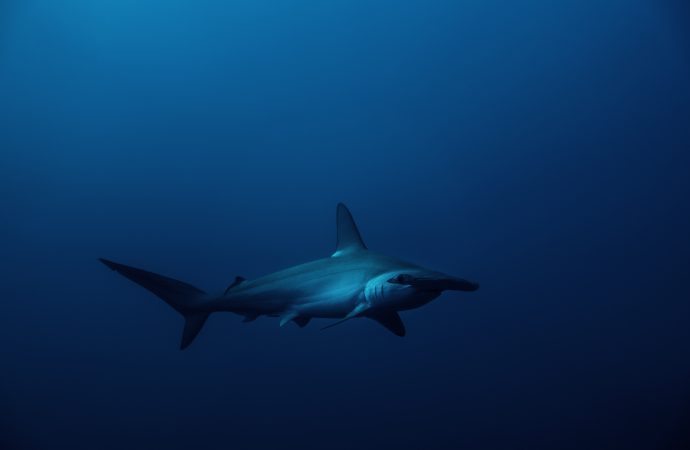 Uncovering the Mystery of Hammerhead Sharks: A Recreational Spot in Florida Holds Clues