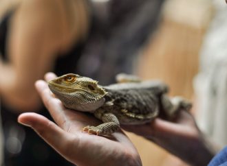 Exploring the Ethics of Keeping Reptiles and Amphibians as House Pets