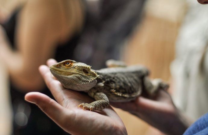 Exploring the Ethics of Keeping Reptiles and Amphibians as House Pets