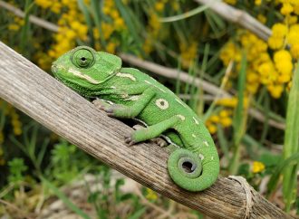 Science Weighs In on the Pros and Cons of Owning a Reptile or Amphibian