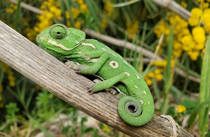 Science Weighs In on the Pros and Cons of Owning a Reptile or Amphibian