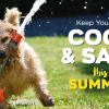 Summer Survival Guide: 12 Cooling Products Your Dog Needs Now
